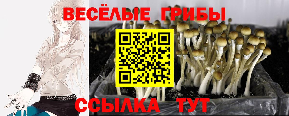 Галлюциногенные грибы Psilocybe Ливны